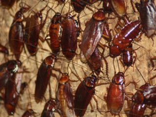 disinfestazione-blatte_orig